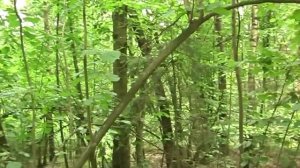 Рубка лозы и костей  трёхдольной шашкой от "ИЗ"