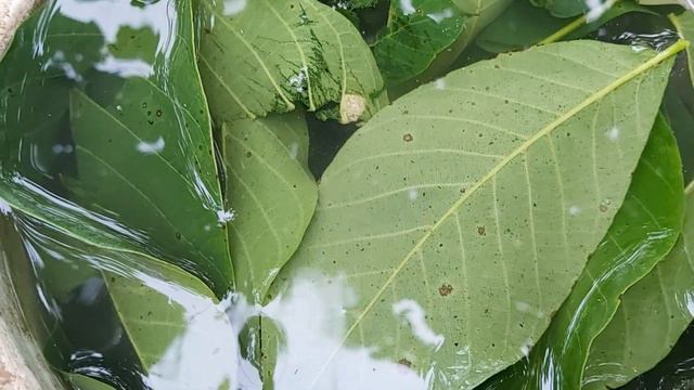 Metode naturale impotriva gandacului de Colorado смотреть онлайн