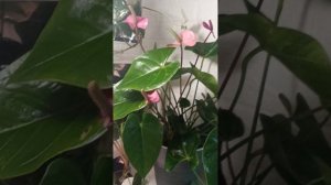 Обзор моих растений, часть коллекции - июль 2023