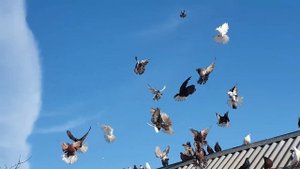Голуби николаевские 19 февраля 2023 г.