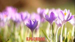 Нежное поздравление с 8 марта. Музыкальная открытка, плейкаст