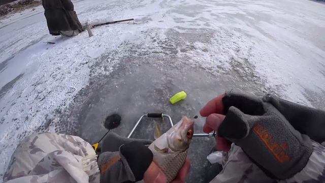 Плотва на зимнюю поплавочную удочку. Крупная плотва на удочку. Тарань на зимову вудку смотреть онлайн