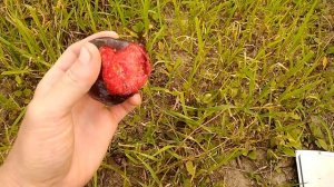 Диплоидная слива Бербанк Гигант. Сигналка.