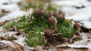 Первая надпойменная терраса Оки  Окр  урочища Долы  участок молодило  Конец ноября 2017