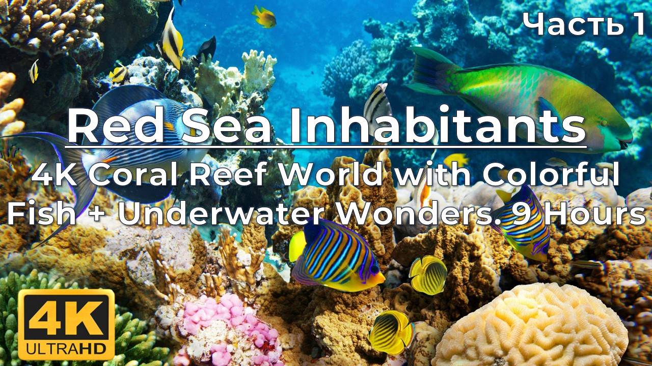 9 Hours of Red Sea Inhabitants - 4K Coral Reef World with Colorful Fish + Underwater Wonders - #1