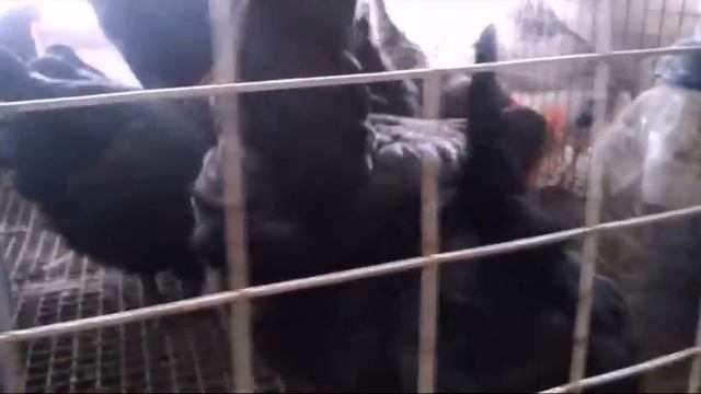Куры клюют яйца, что делать? Мой опыт.