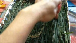 Поделка: Ёжик из шишек