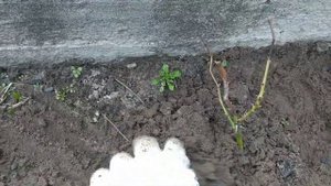 Роза Фларибунда из черенка. Весенняя пересадка