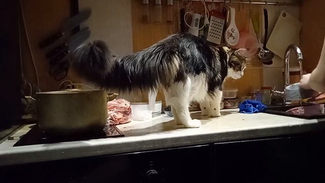 Чем кормить мейн кунов и розыгрыш котенка смотреть онлайн