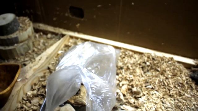 Мои залежи капов смотреть онлайн