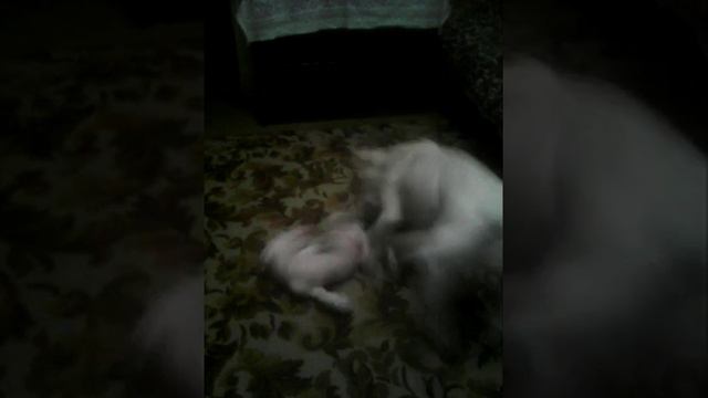 Щенки бультерьера 2.5 месяца