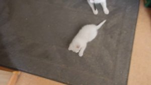 Сделал большой игровой лабиринт для котят из коробок