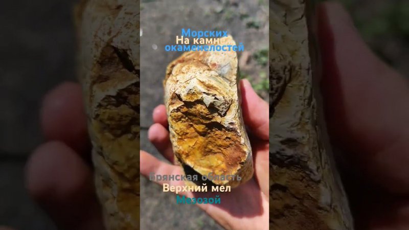 Отпечатки окаменелостей на камне