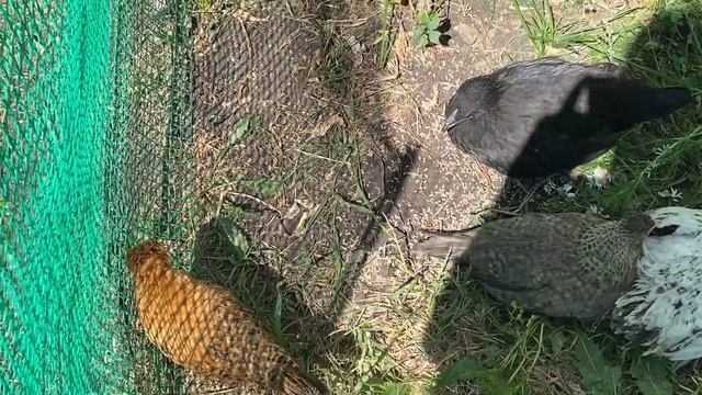 ГЛ "ЛИС" - участник конкурса городских лагерей с дневным пребыванием. смотреть онлайн