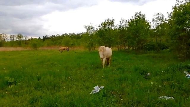 Солянка: Паркран | Памятник | Фонарь | Лошадь, кошка и собака |