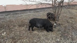 КАБАНЫ ?В ГОРОДЕ ?