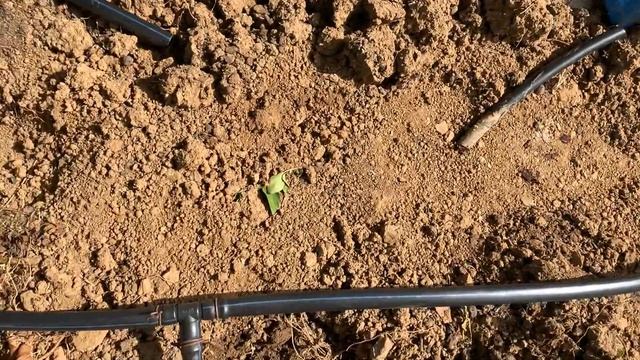 Otomatik bahçe sulama sistemi смотреть онлайн