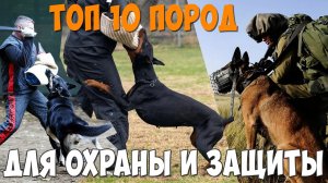 ТОП 10 пород собак для охраны и защиты