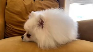 Мы новые дог блогеры на просторах ютуба