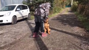 Дрессировка щенка немецкой овчарки. Дрессировка овчарок.  Жуолль. German Shepherd