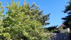 БОЯРЫШНИК МЕДОНОС в живой изгороди, красиво цветущий для пчел.Купить саженцы питомника княженики.