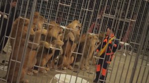 ДРЕССИРОВЩИК. Владислав Гончаров