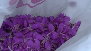 Крапива (заготовка листа)