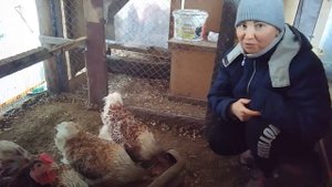 БЕЛОЕ ЗОЛОТО ВИАНДОТОВ мой птичий уголок в марте ЯЙЦО ТРЁХГОДОВАЛЫХ КУР