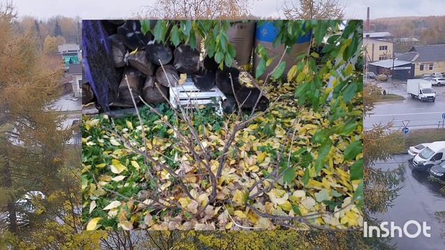 Работы в саду и огороде во второй половине октября. смотреть онлайн