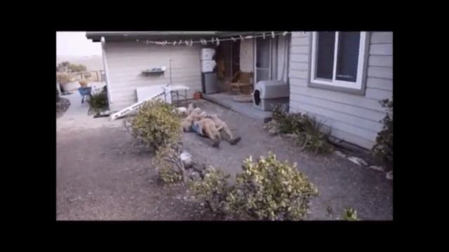 Puppy zombie (животные съедают человека заживо) смотреть онлайн