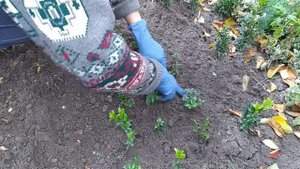 Легкий надежный метод. Черенкование размножение самшита.Что получилось через пол-года. Boxwood. Bux