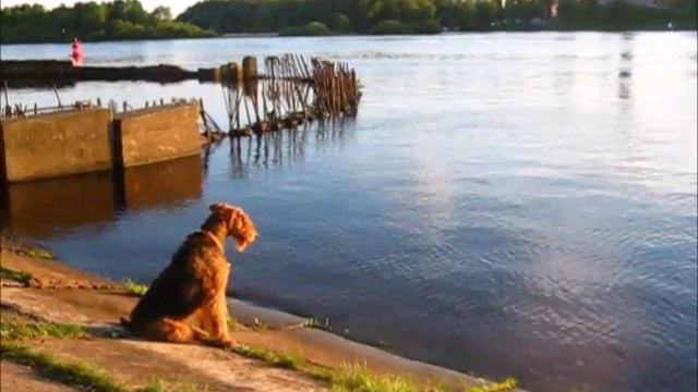 Airedale Rusja - fishing :) смотреть онлайн