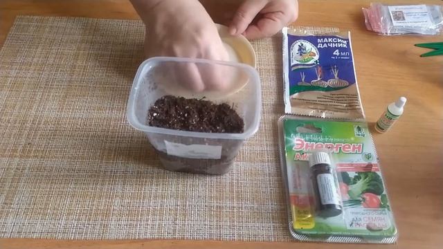 Посев семян ампельной бегонии