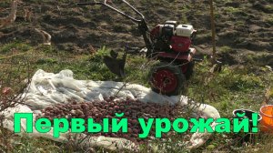 Копаем картошку 02.10.2020 при помощи мотоблока Ока МБ 1д и окучника!