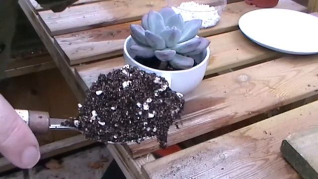 Easy Succulent Planter idea - Graptoveria Cappuccino Cup смотреть онлайн