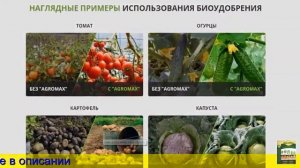 Подкормка луковой шелухой рассады помидор и перца