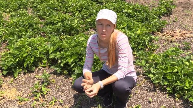 Земляника садовая На капле и на богаре В чем разница Клубничная ферма Лесничен смотреть онлайн