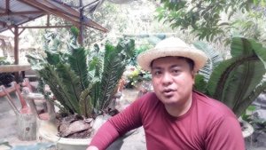 COBRA FERN / ASPLENIUM NIDUS. 6 Basic care.