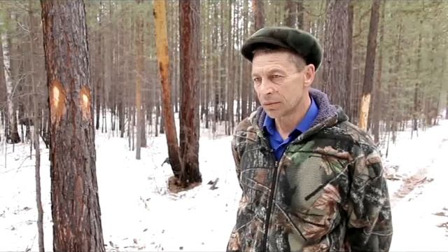 Жители Калтука попросили губернатора защитить свои леса от вырубки смотреть онлайн