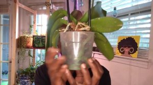 PHALENOPSIS (ORCHID) CARE AND BASICS. ORCHID BASICS - -WITH SUNNYWINTERS