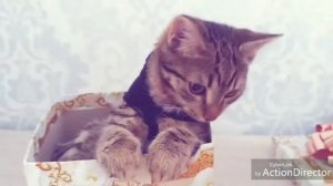 КОТИК В КОРОБКЕ | КОТИКИ |