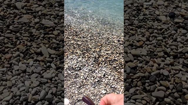 Гондурасский палисандр