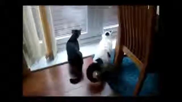 Коты болтуны !!!
