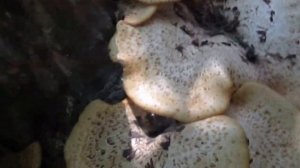 Гигантские грибы растущие на пнях - трутовик чешуйчатый или чешуйчатый пестрец или заячник