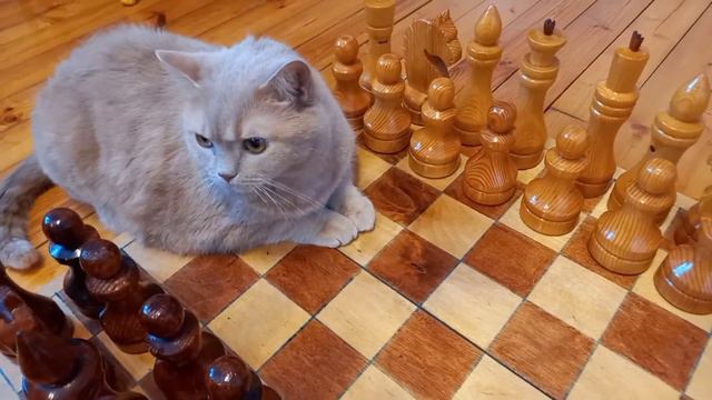 Ход котом. Можно ли кота научить играть в шахматы?
