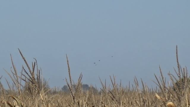 ОХОТА КАК В ТИРЕ. Нашел много утки. Охота на уток 2021 смотреть онлайн