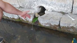 Арцахский Платан - Феномен Армянского Духа / Արցախյան Տնջրի - Հայի Ոգու Ֆենոմենը / Арцахский Акцент