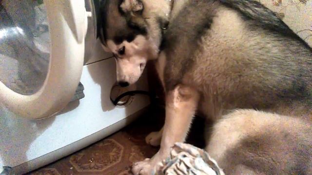 Виноватая хаски.Guilty husky. смотреть онлайн