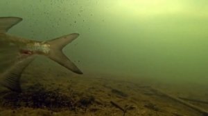 ПОЧЕМУ НЕ КЛЮЁТ РЫБА НА ИРТЫШЕ!!!