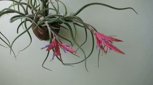 Tillandsia caput-medusae тилландсия голова медузы